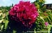 Rockii Peony: AN NING HONG